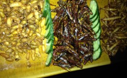 August 19th: Shelled&nbsp;Bees