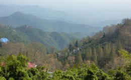 11th November: Trees